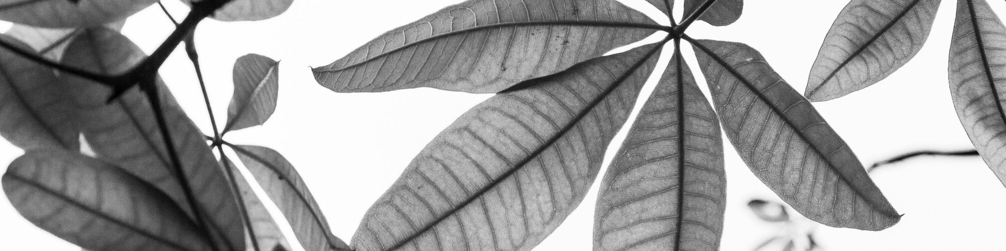 pexels-jimbear-2076189