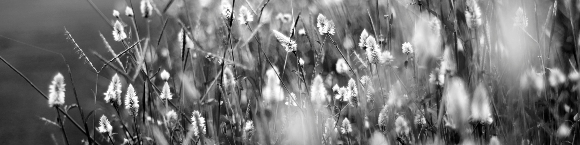 pexels-vivek-chugh-157138-494015