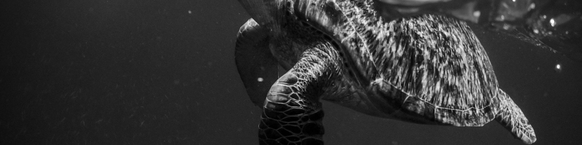 pexels-casey-cooper-1744413-3310466