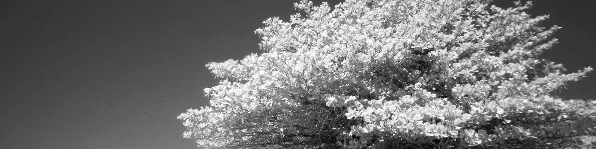 pexels-rodolfoclix-922610