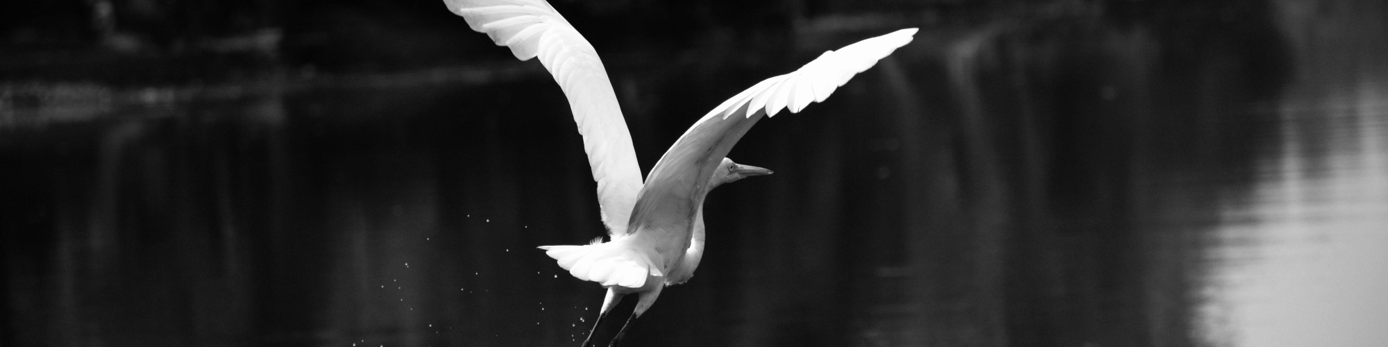 pexels-abhinavcoca-674804