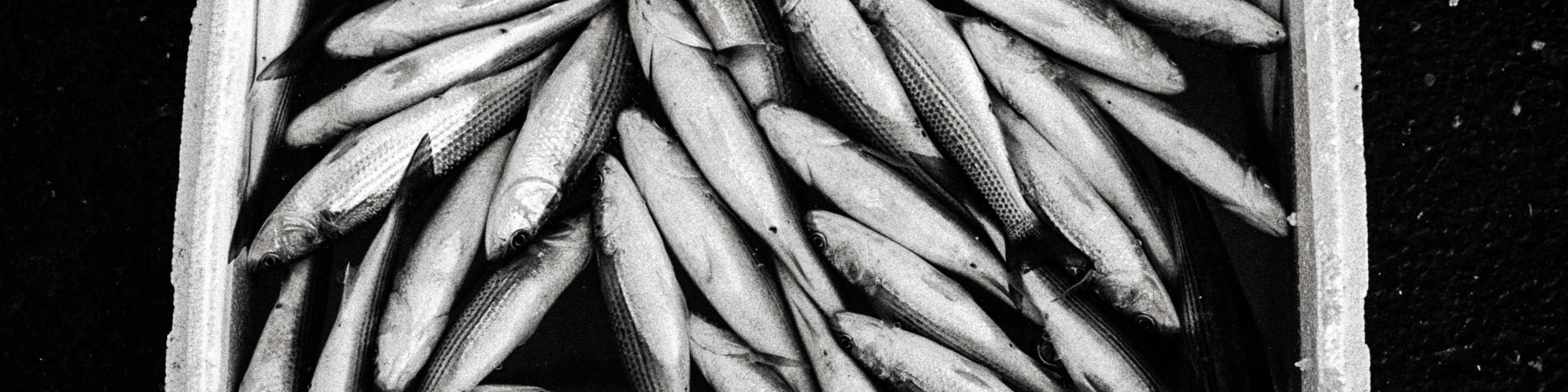 pexels-berobscura-1679175123-30650052