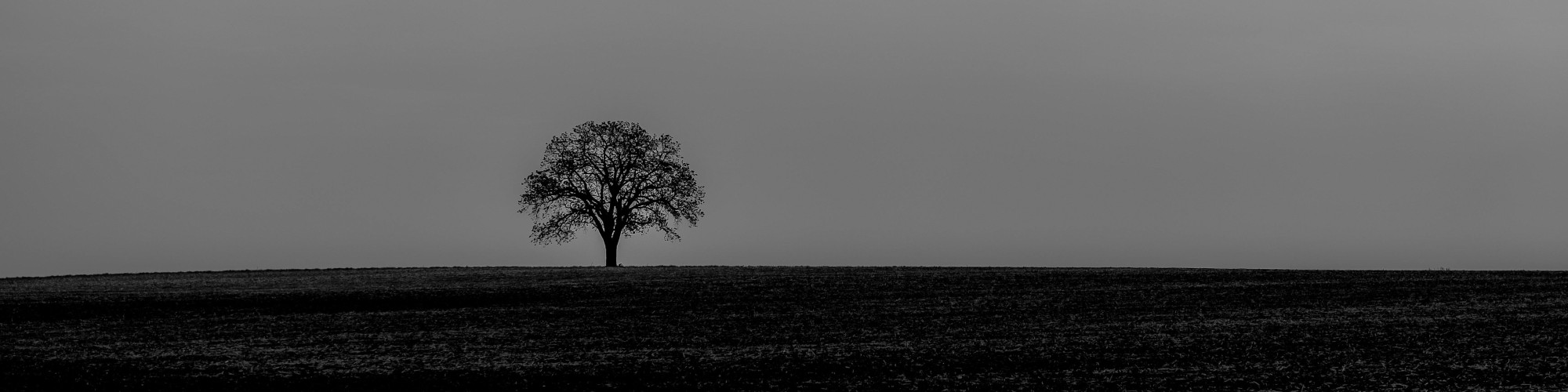 pexels-rachel-xiao-253850-772988